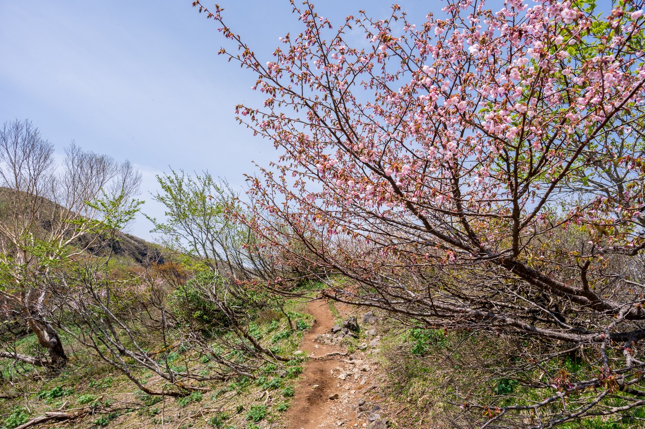 日の出平のミネザクラ