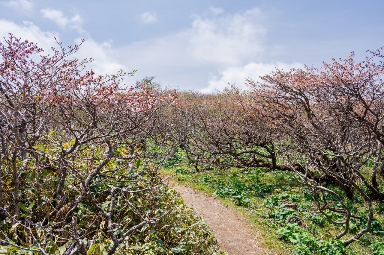 日の出平のミネザクラ群生地