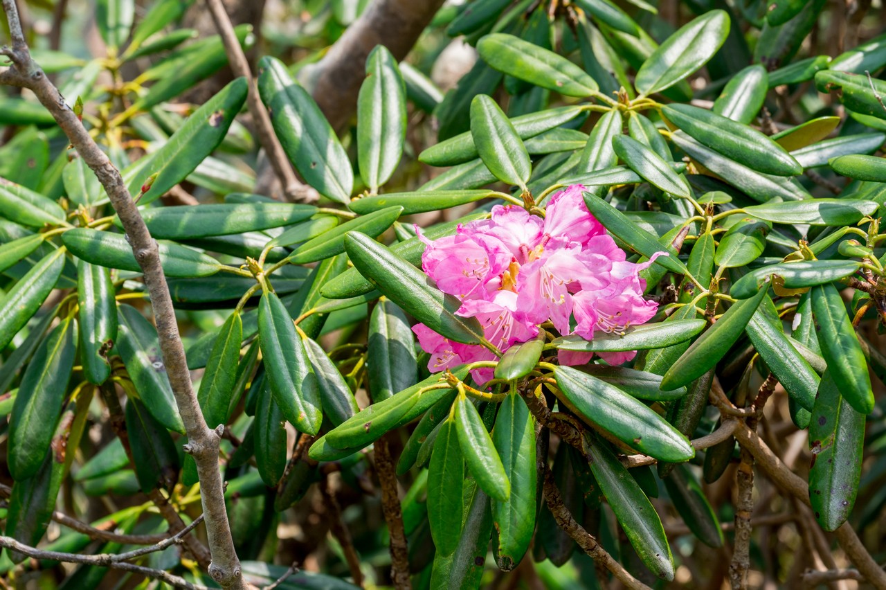 南月山のシャクナゲ