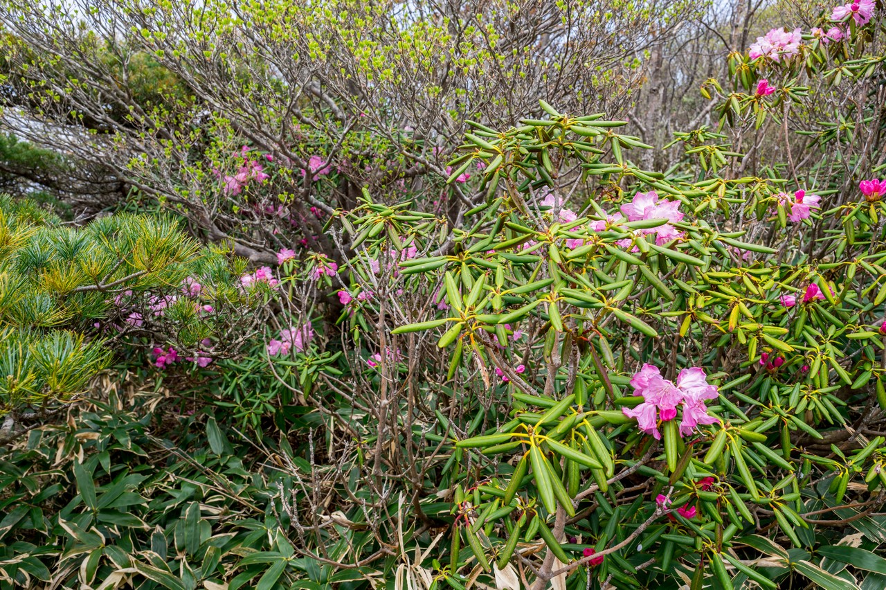南月山のシャクナゲ