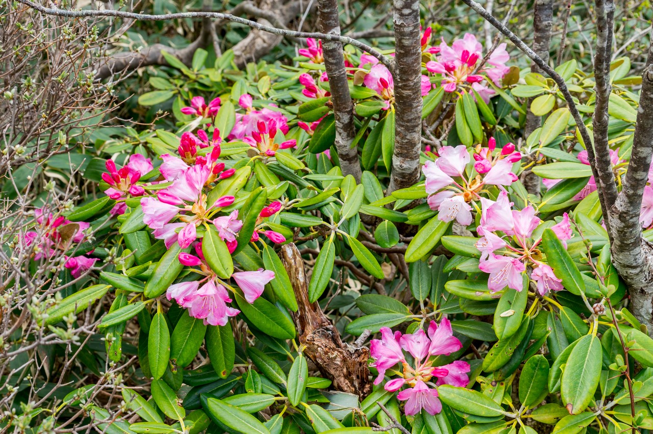 咲き始めのシャクナゲ