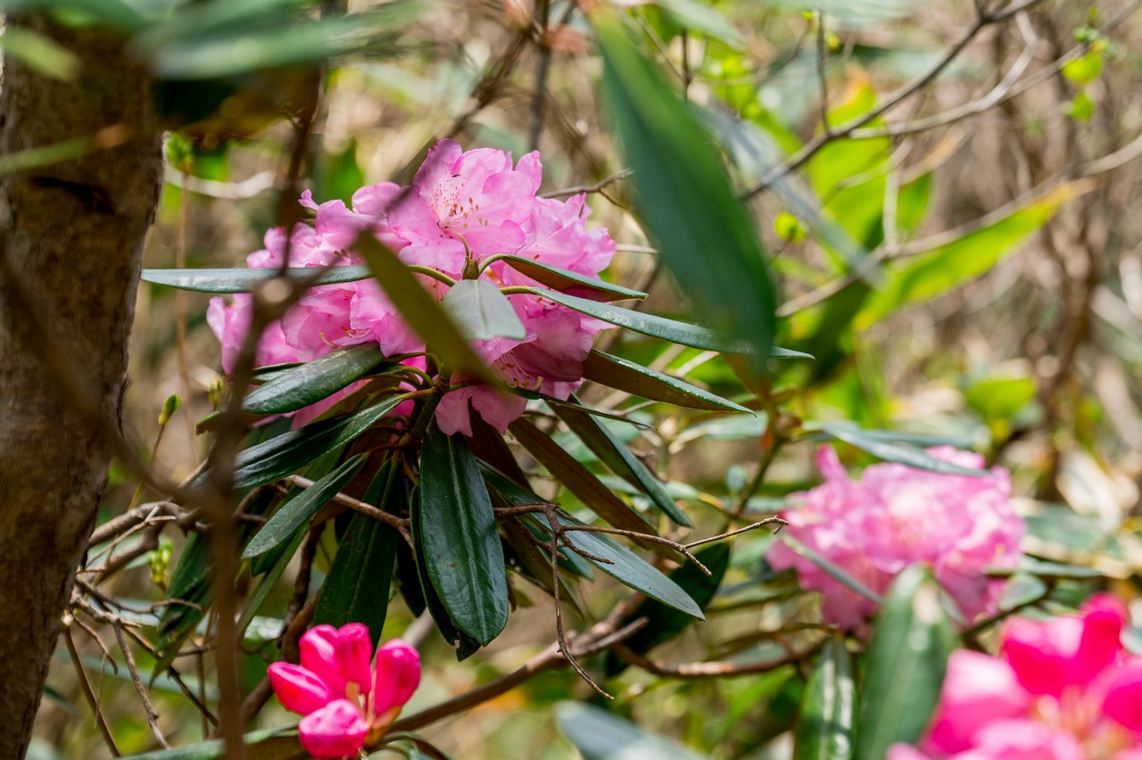 白笹山のシャクナゲ
