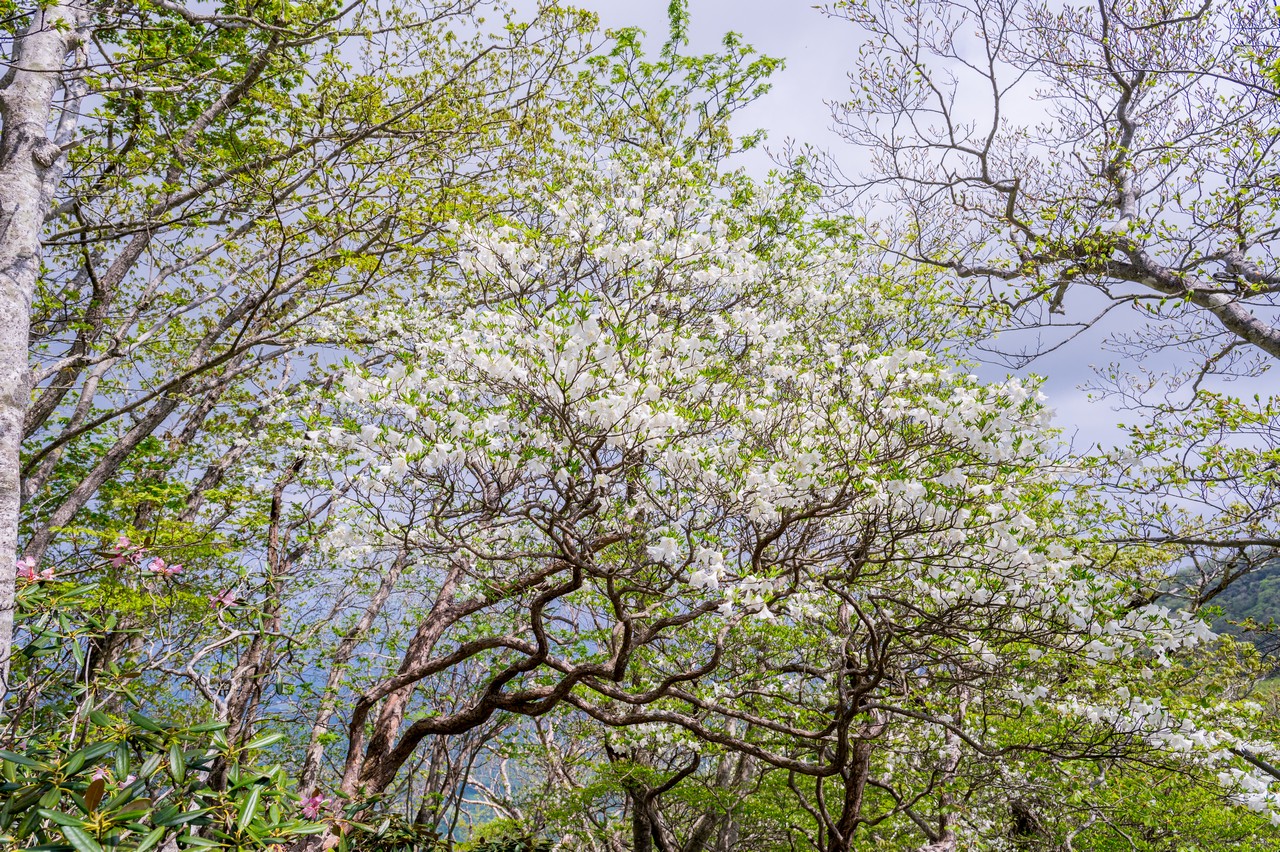 黒尾谷岳のシロヤシオ