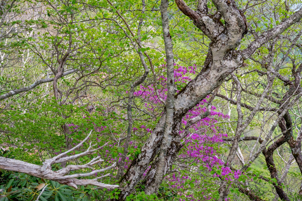 黒尾谷岳のミツバツツジ