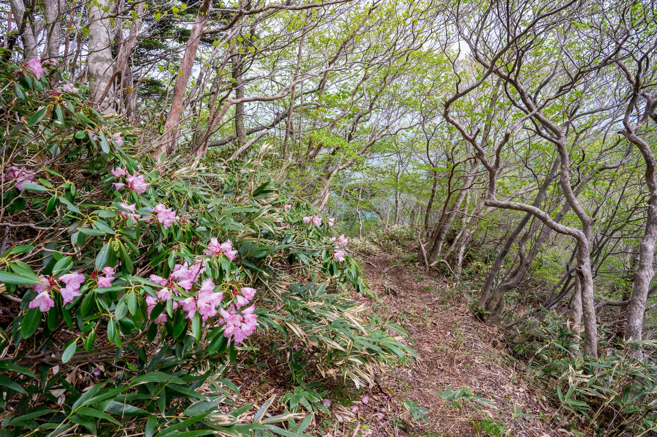 黒尾谷岳のシャクナゲ