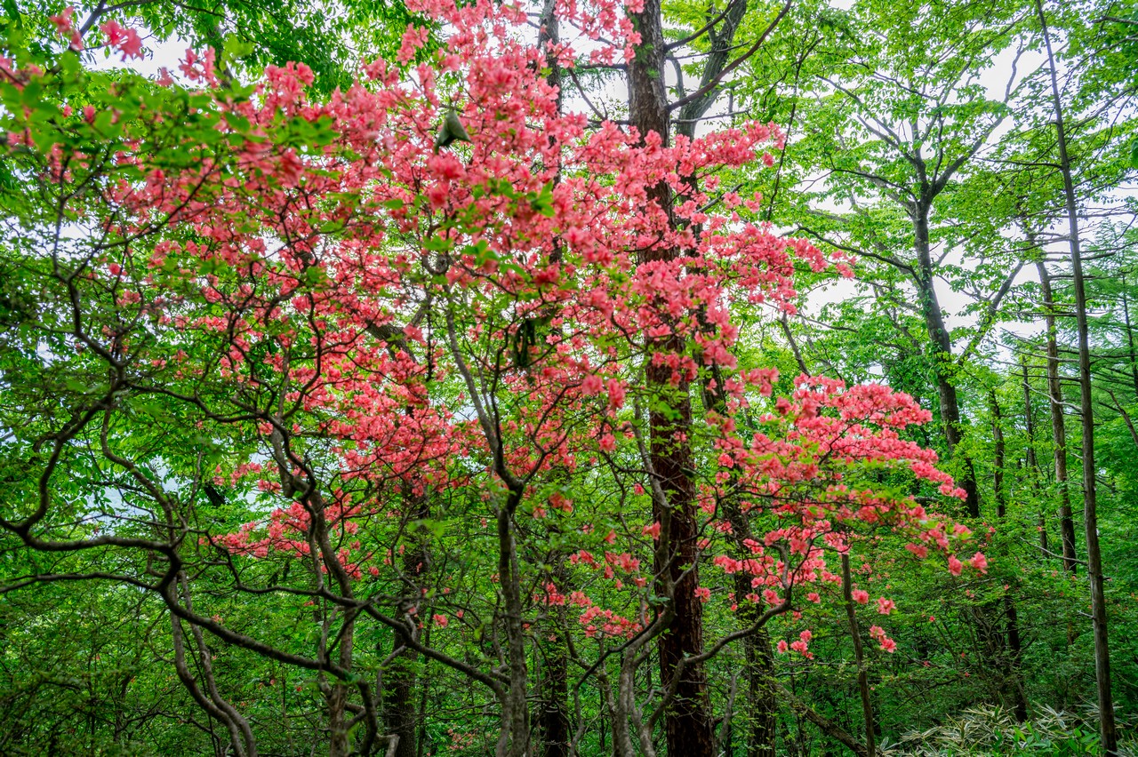 黒尾谷岳のヤマツツジ