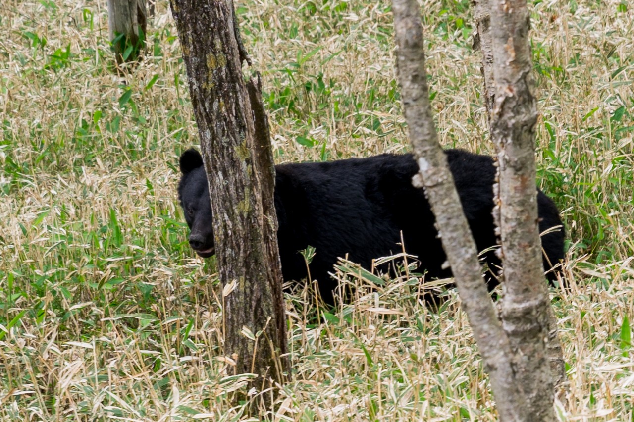 社山の登山道周辺に出没したツキノワグマ