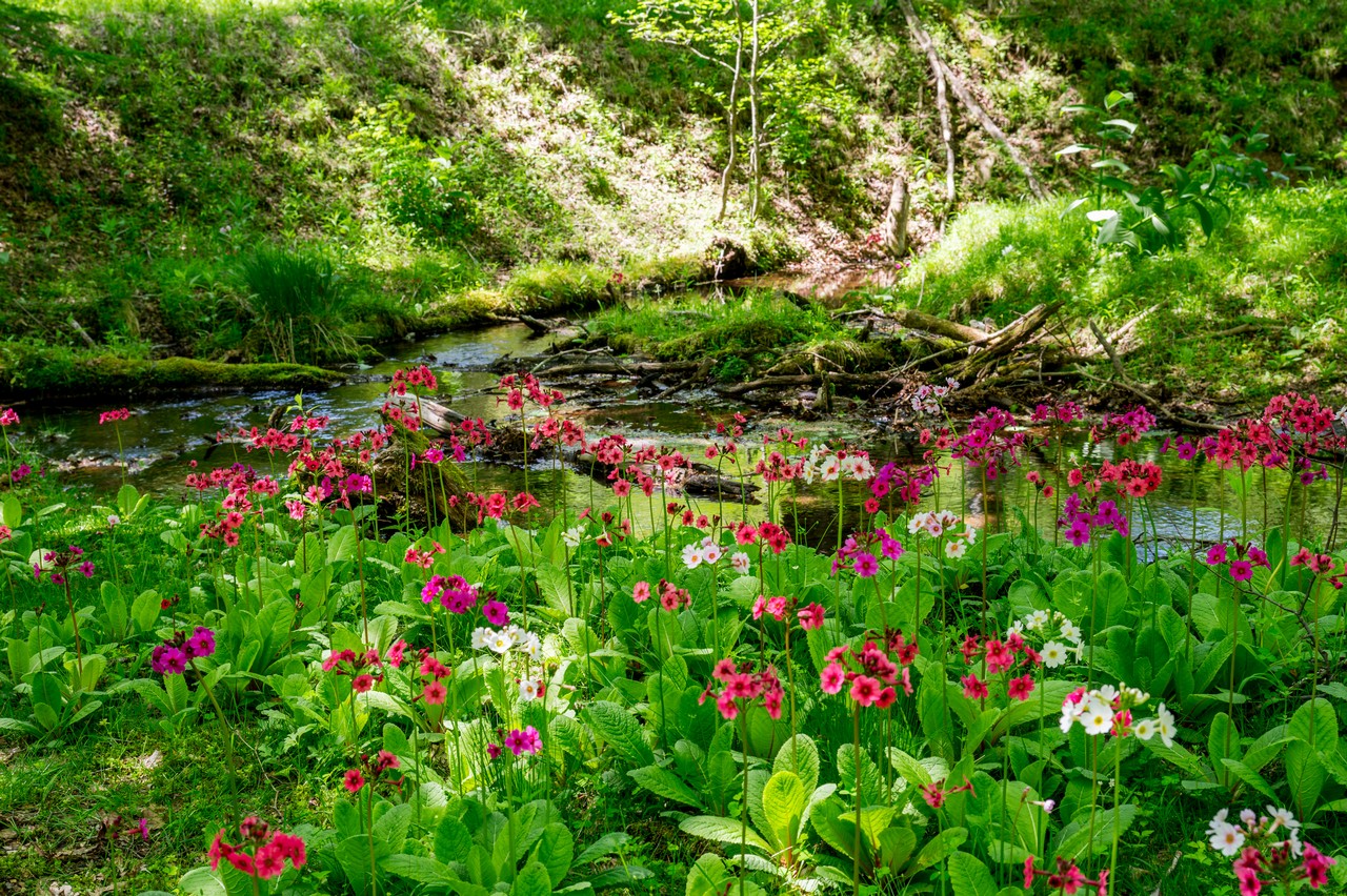 千手ヶ浜のクリンソウ