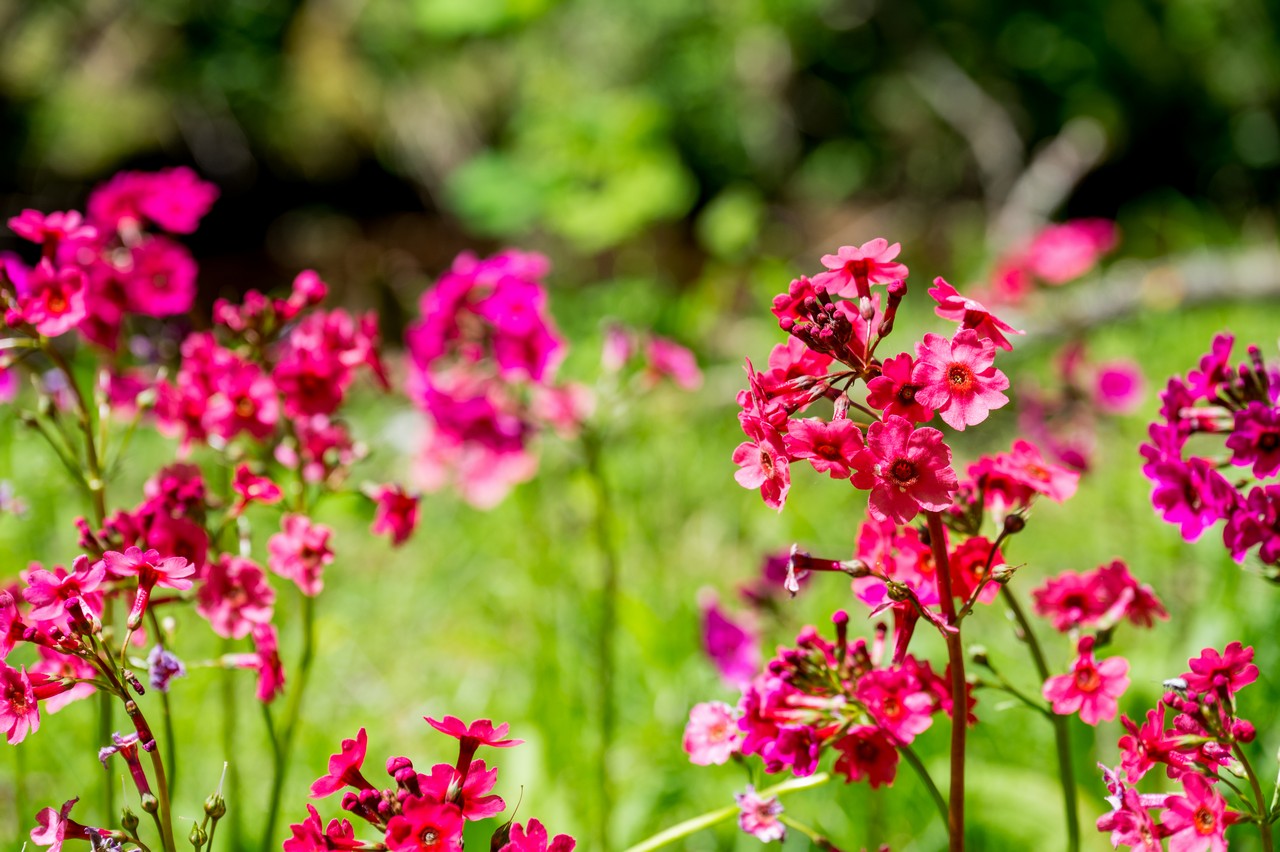 クリンソウの花