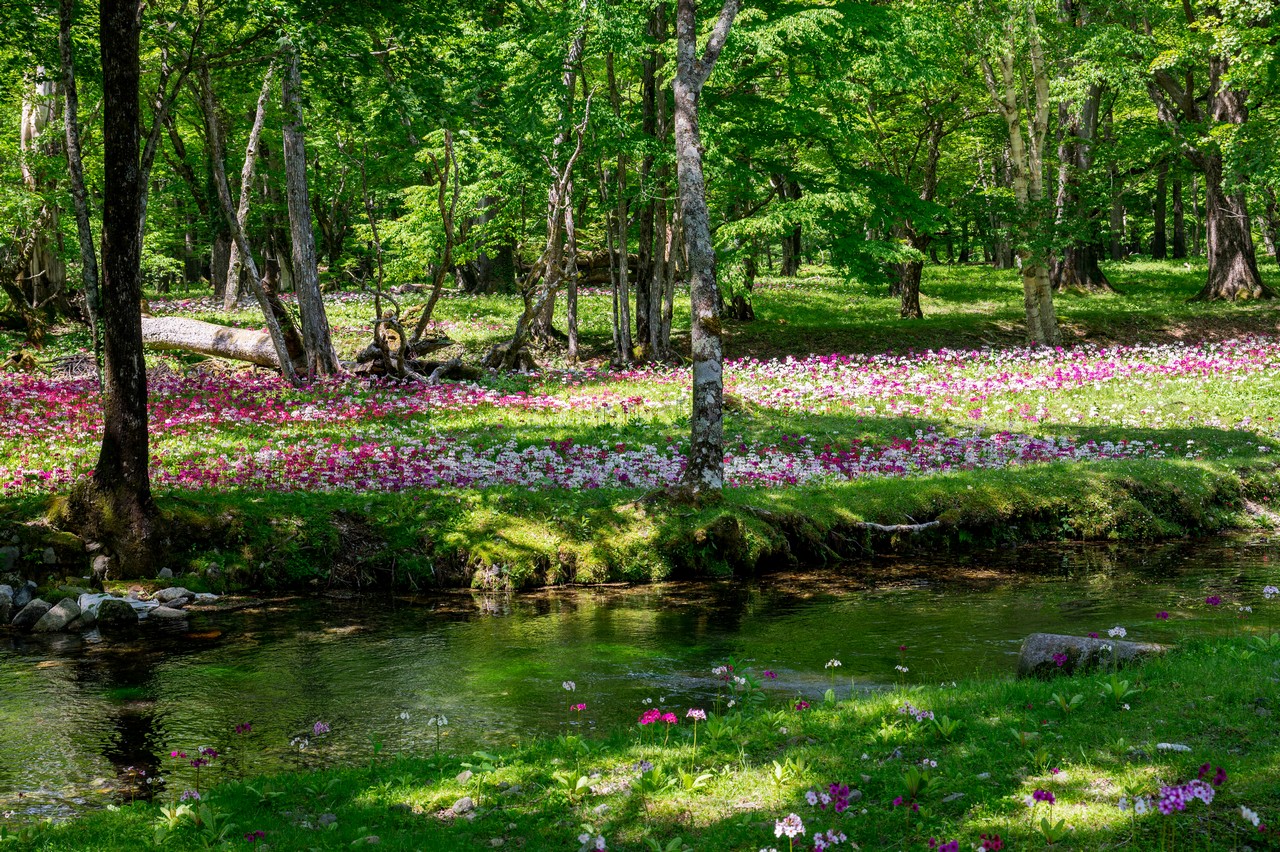 千手ヶ浜のクリンソウ群生地