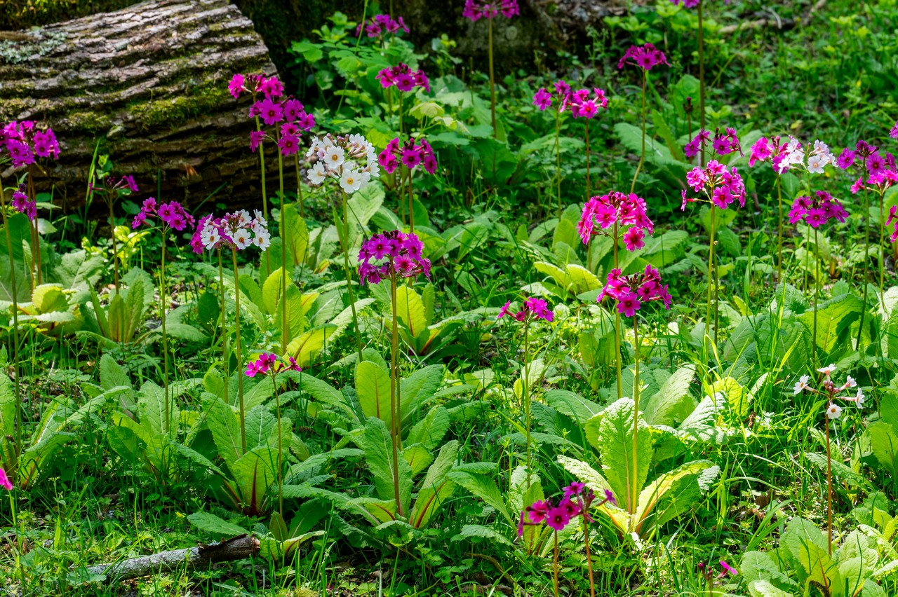 千手ヶ浜のクリンソウ