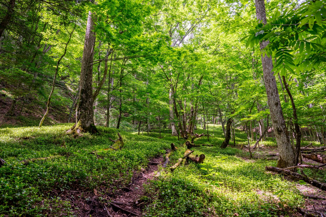 黒檜岳の登山道