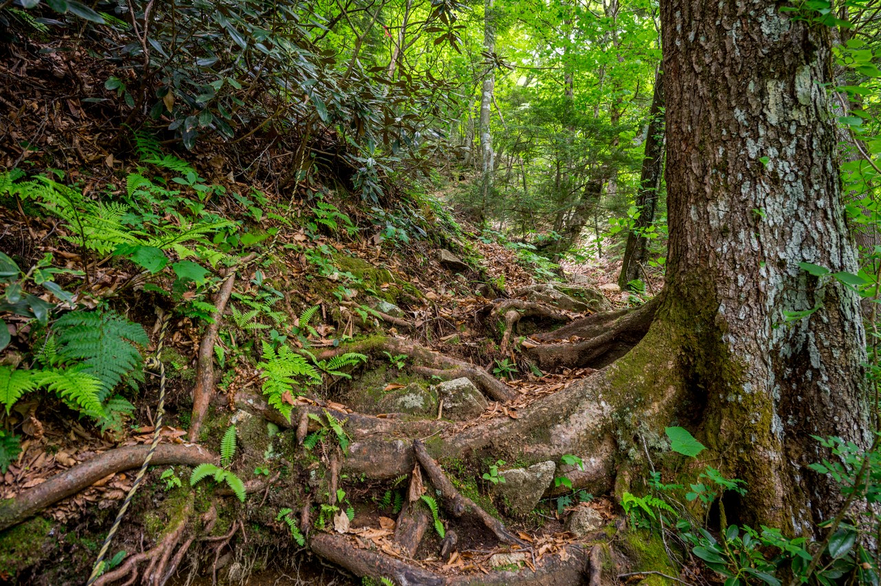 黒檜岳の登山道
