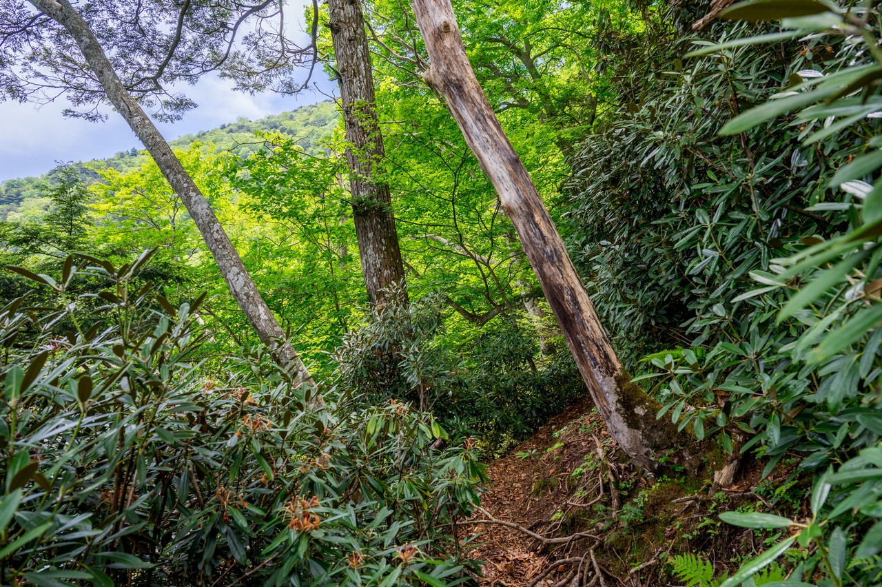 黒檜岳の登山道