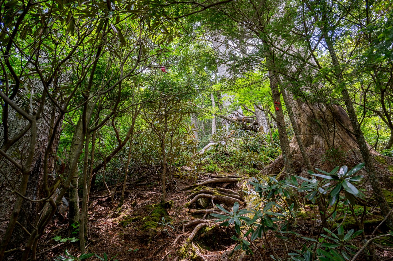 黒檜岳の登山道