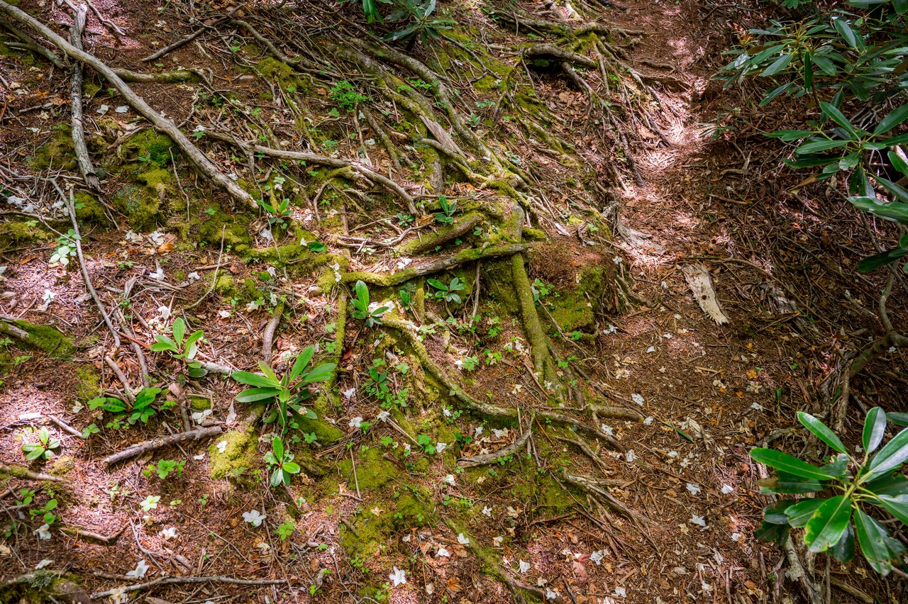 シロヤシオの花びらが散乱している地面