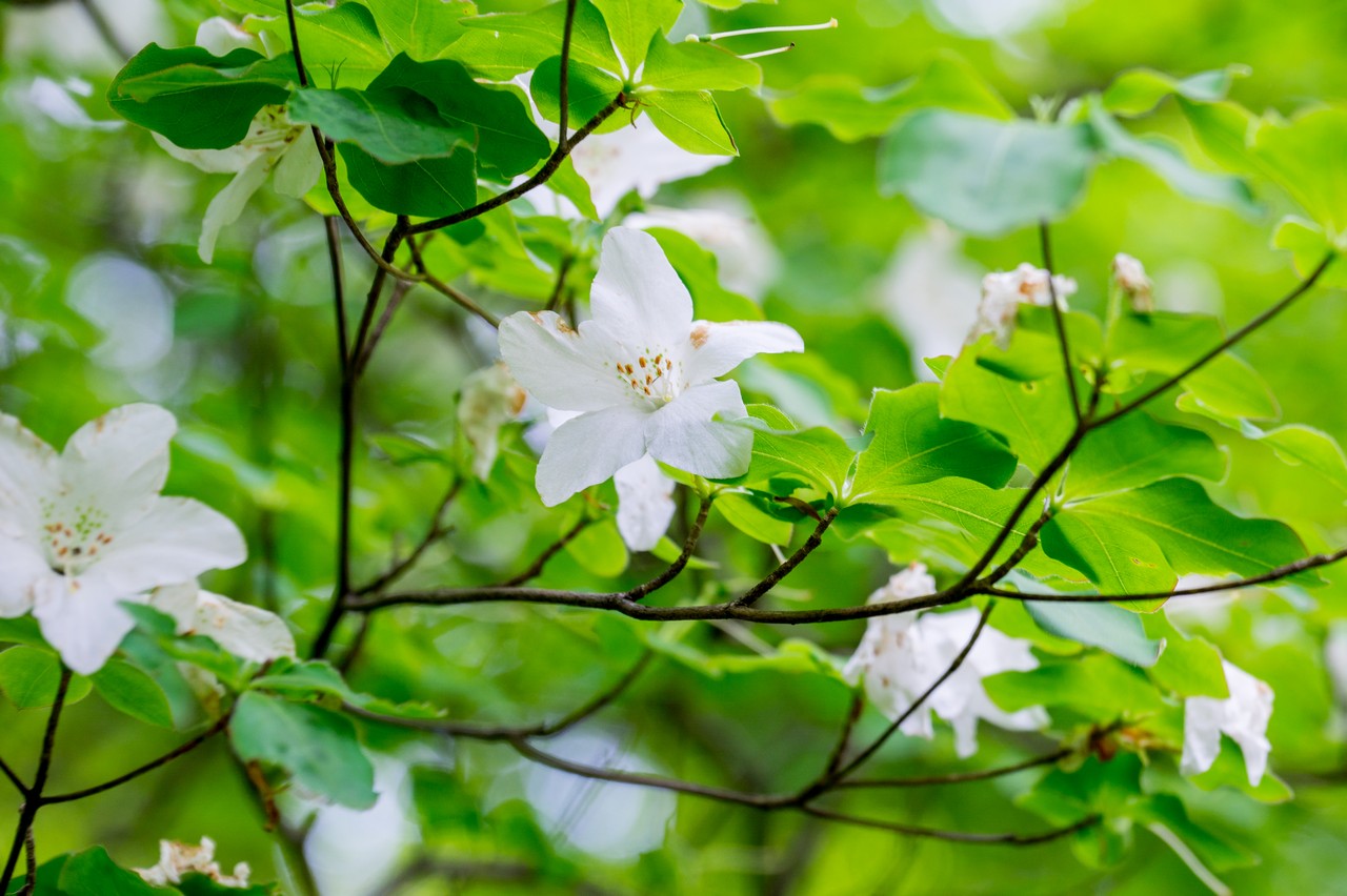 黒檜岳のシロヤシオ