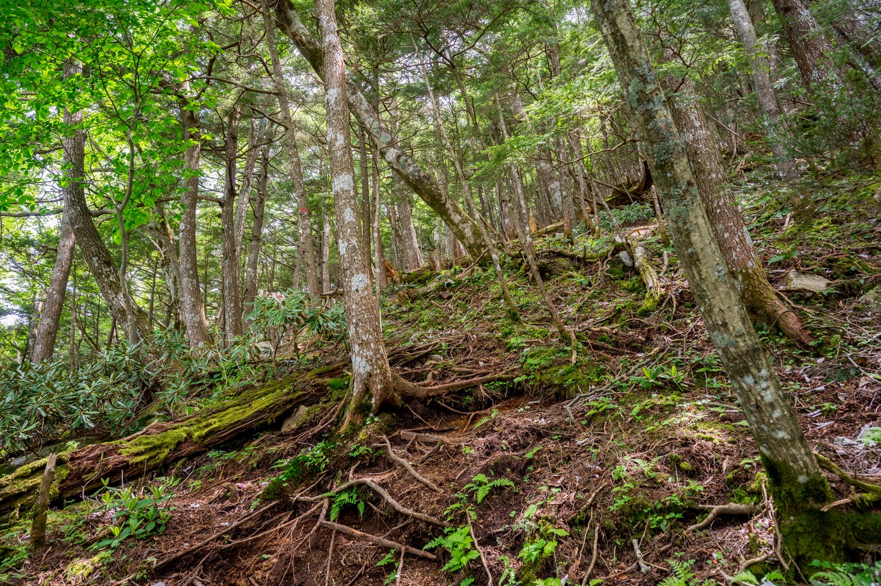 黒檜岳の登山道