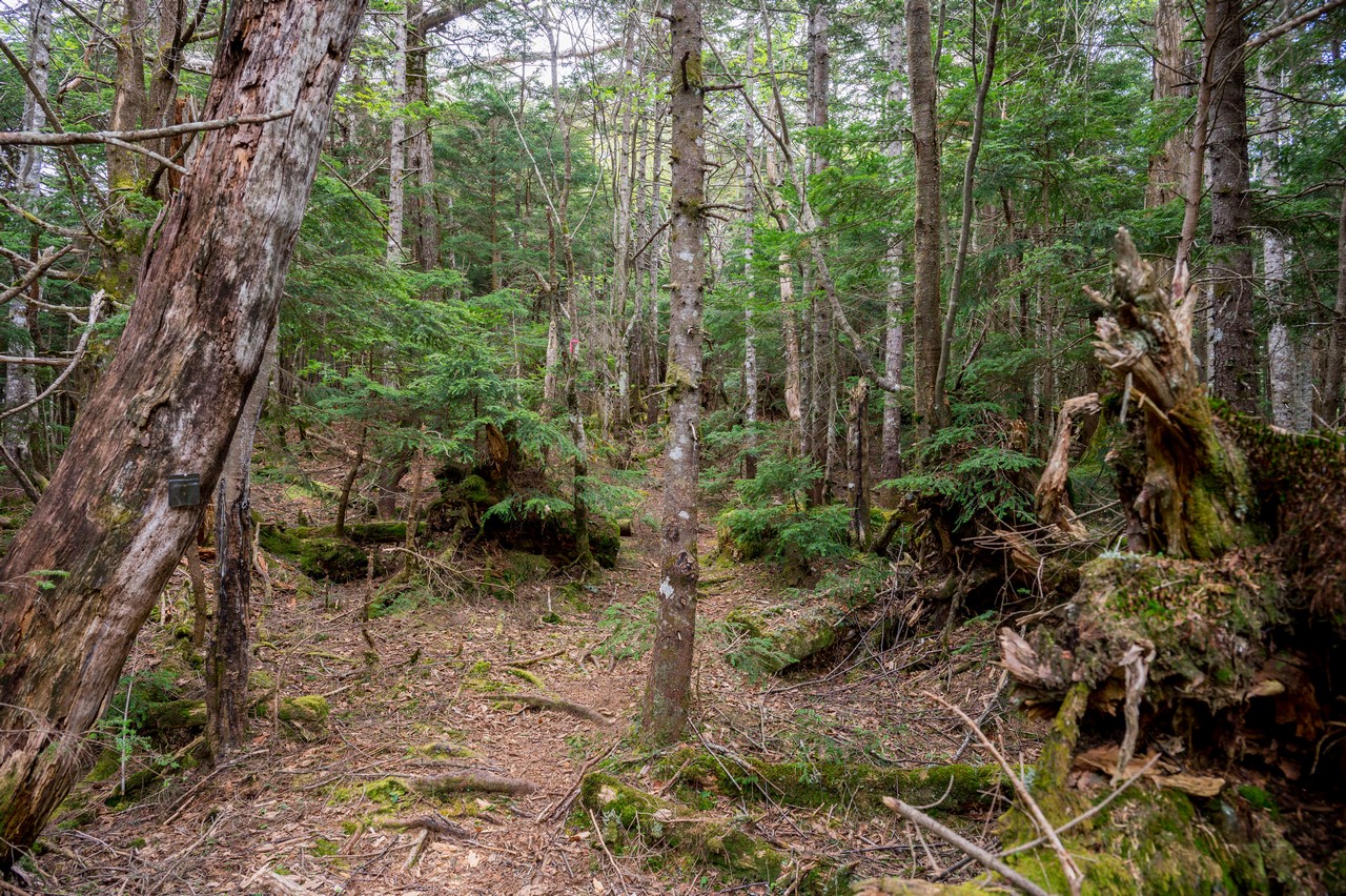黒檜岳の登山道