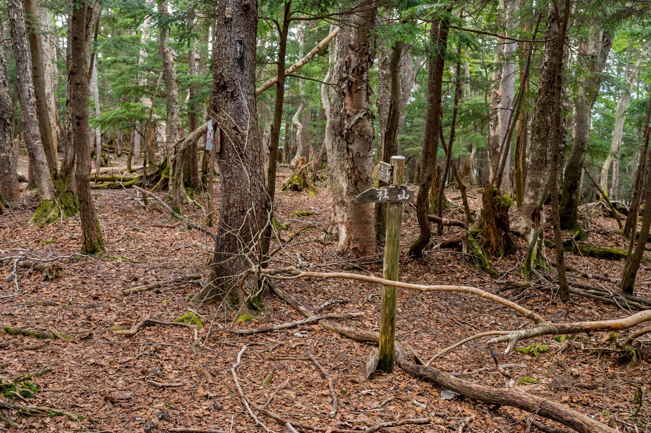 黒檜岳 社山方面への分岐