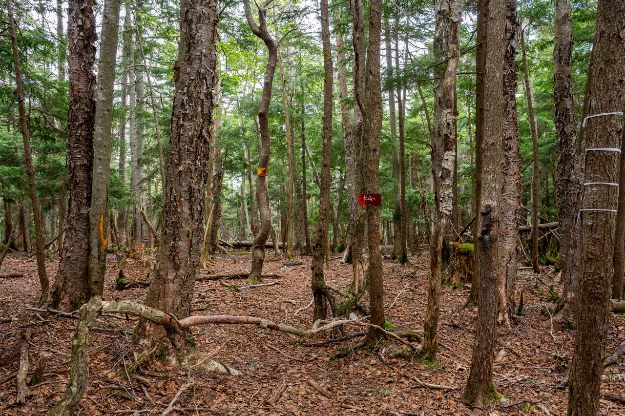 黒檜岳の登山道