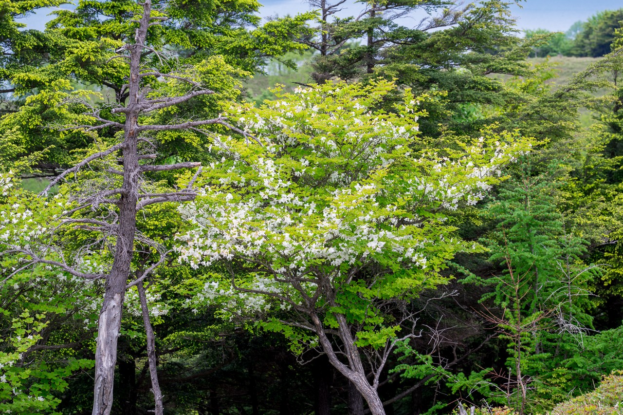 黒檜岳稜線上のシロヤシオ