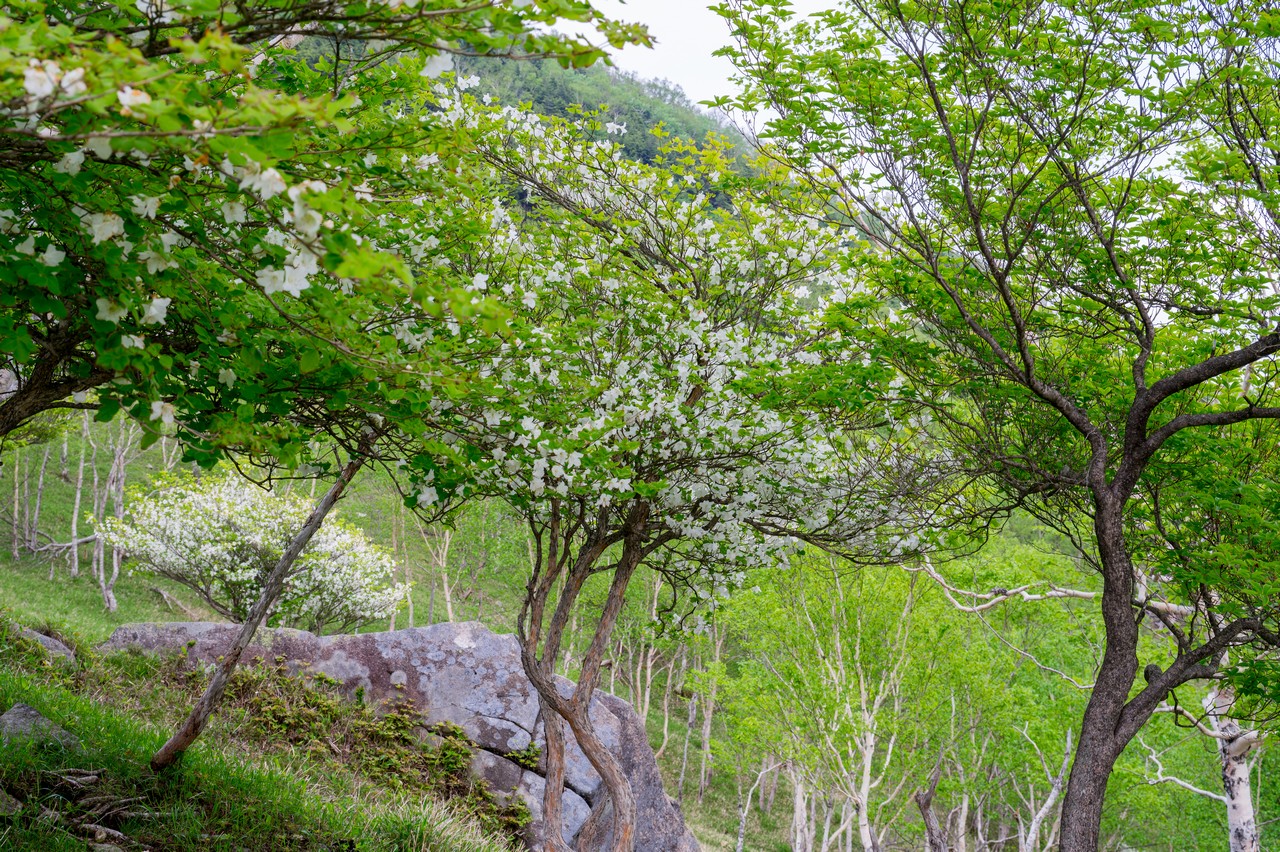 社山のシロヤシオ