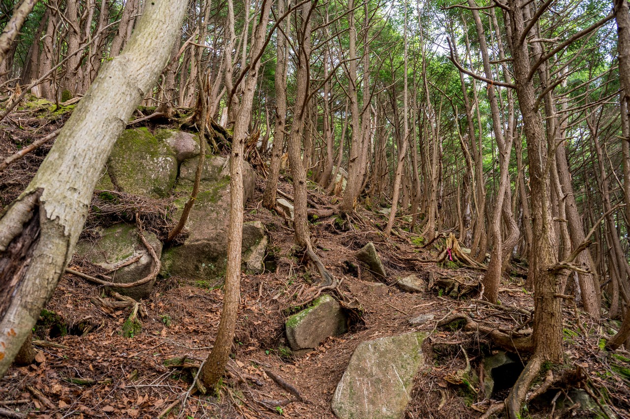 社山の黒檜岳側の登山道