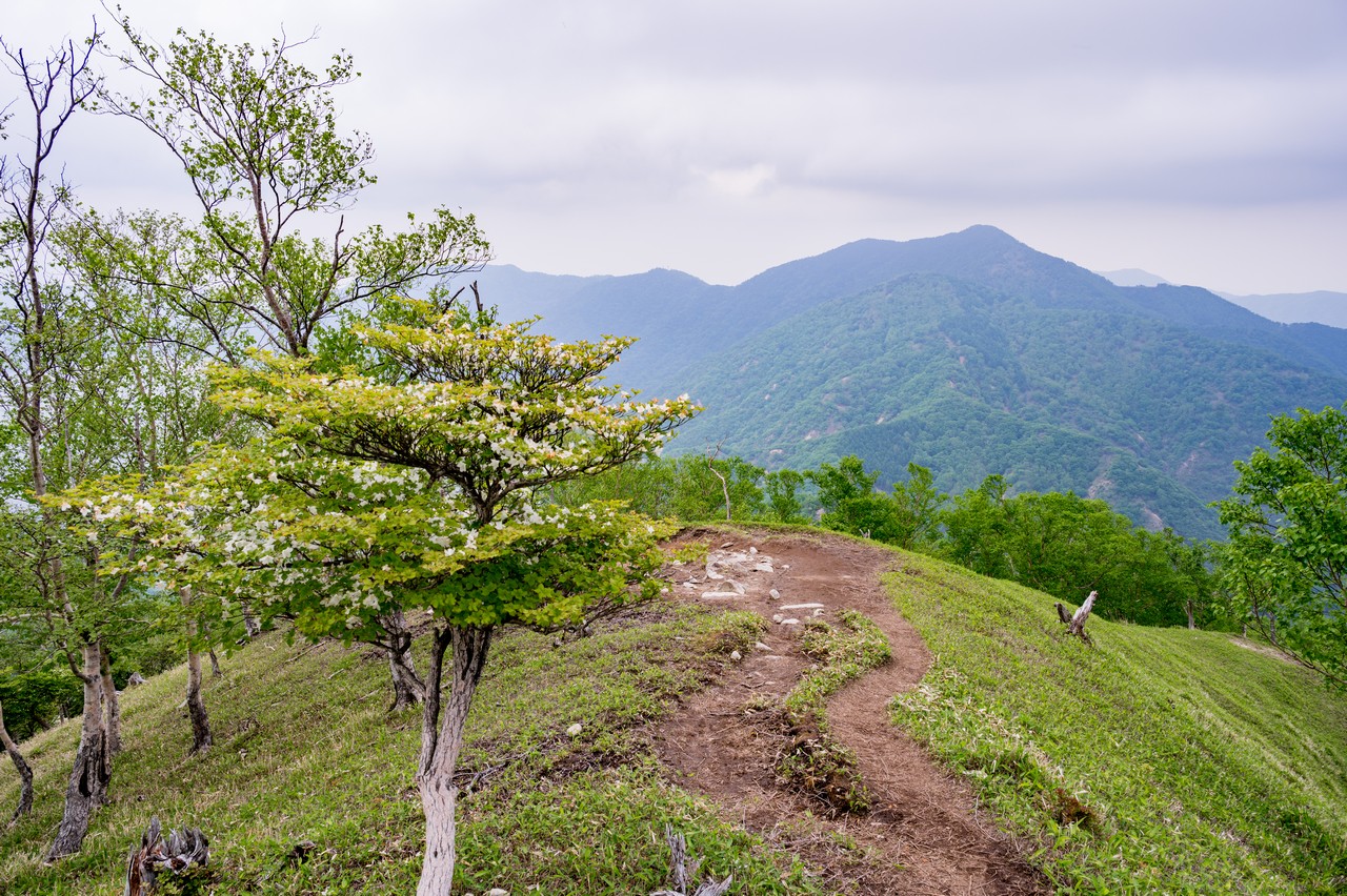 社山のシロヤシオ