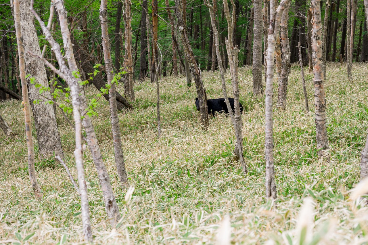 社山に出没したツキノワグマ