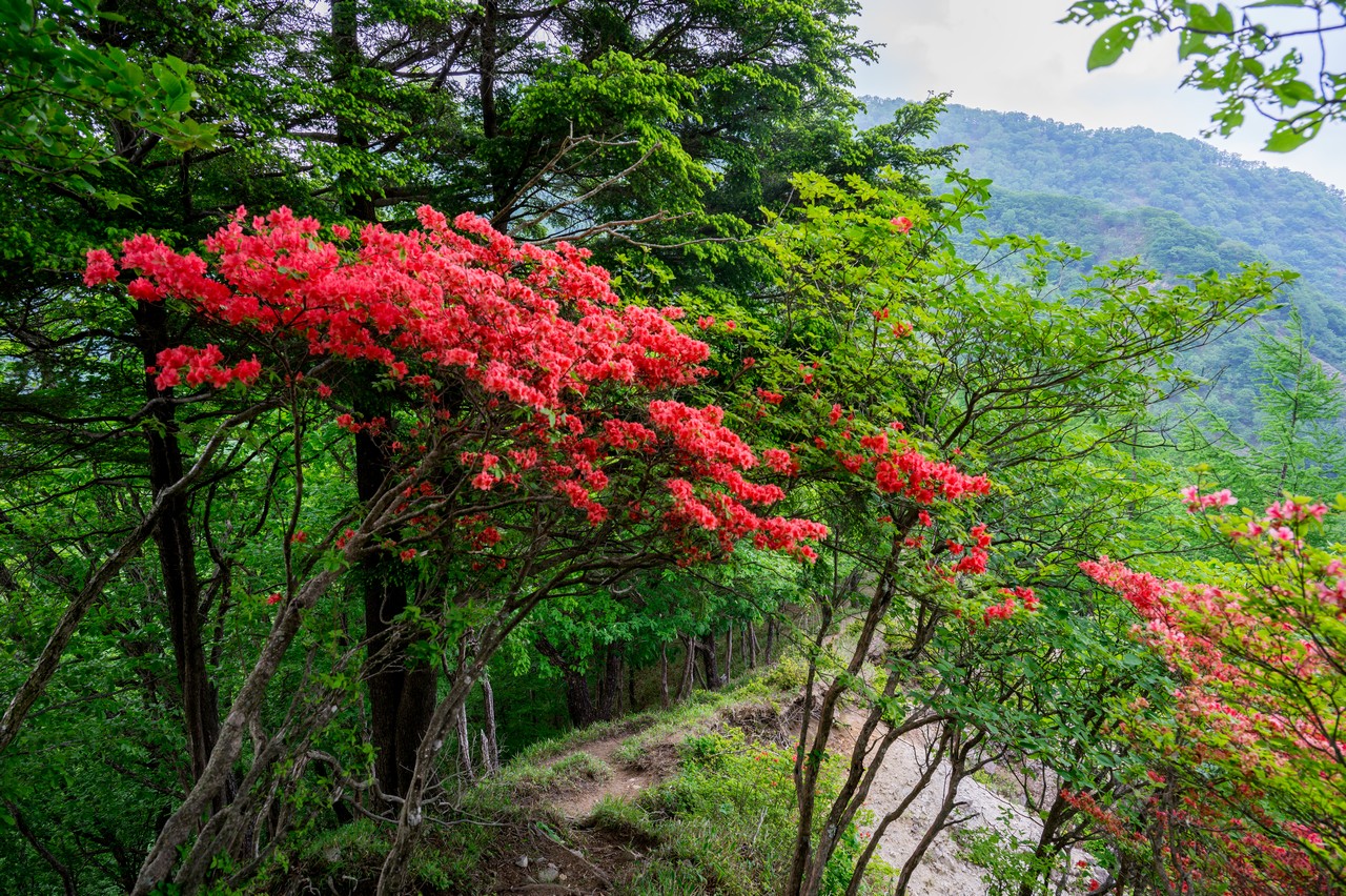 社山のヤマツツジ