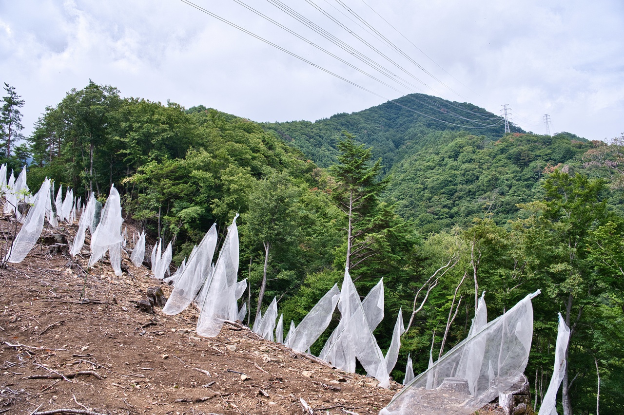 送電鉄塔から見た大沢山
