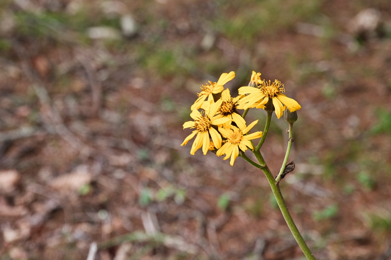 マルバタケブキの花