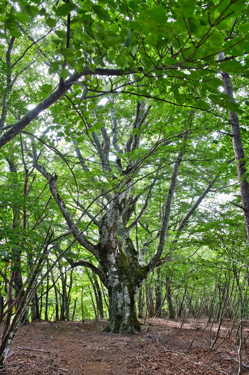 御坂山のブナの巨木