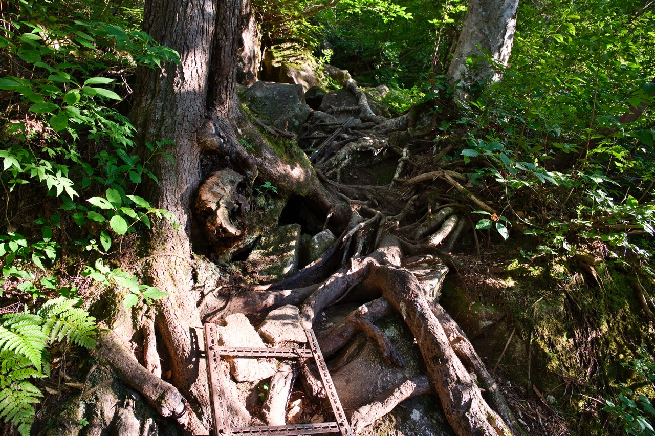 笠新道の道中の様子