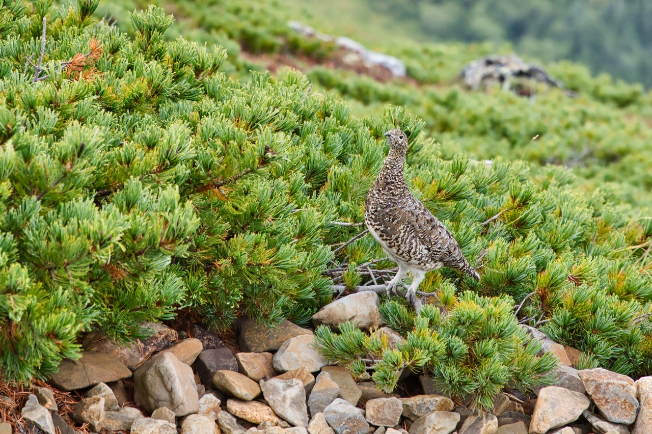 常念岳のライチョウ