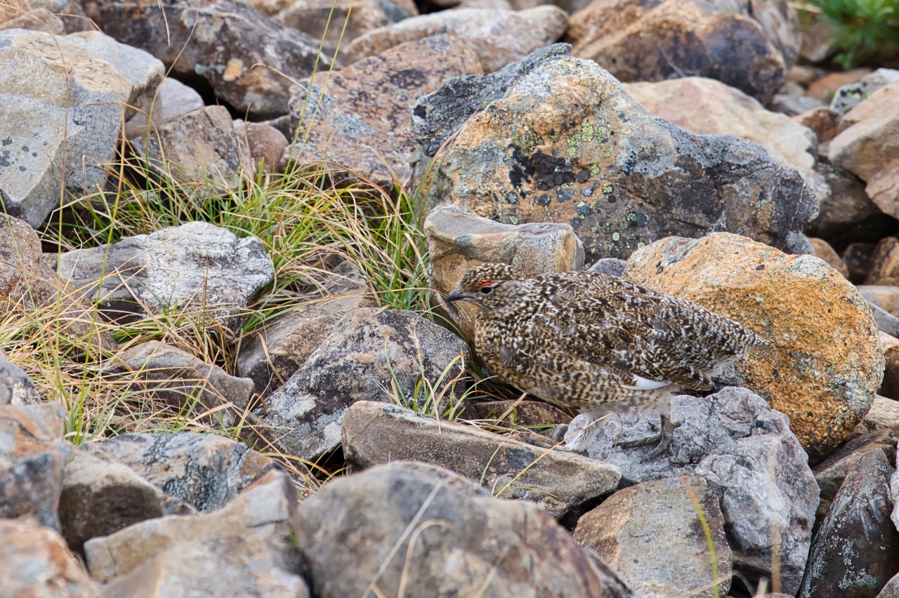常念岳のライチョウ