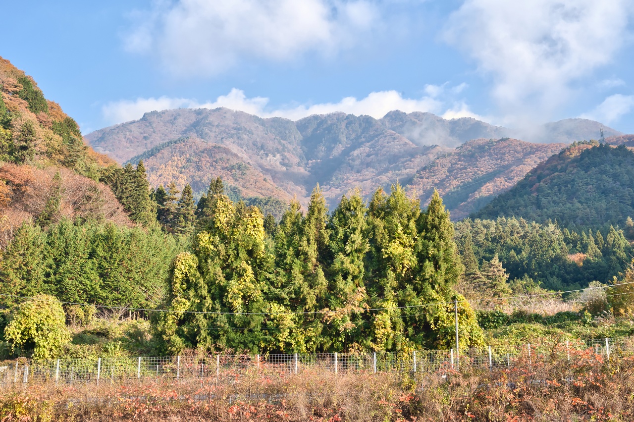251116滝子山-001