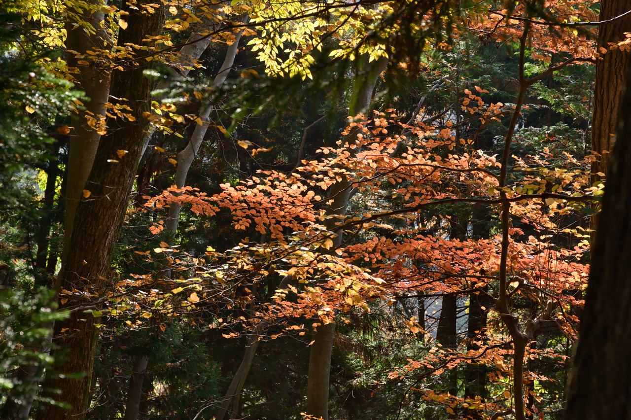 251116滝子山-027