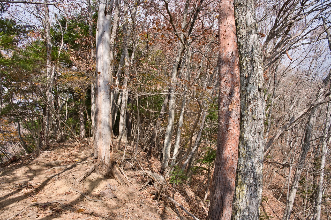 251116滝子山-039