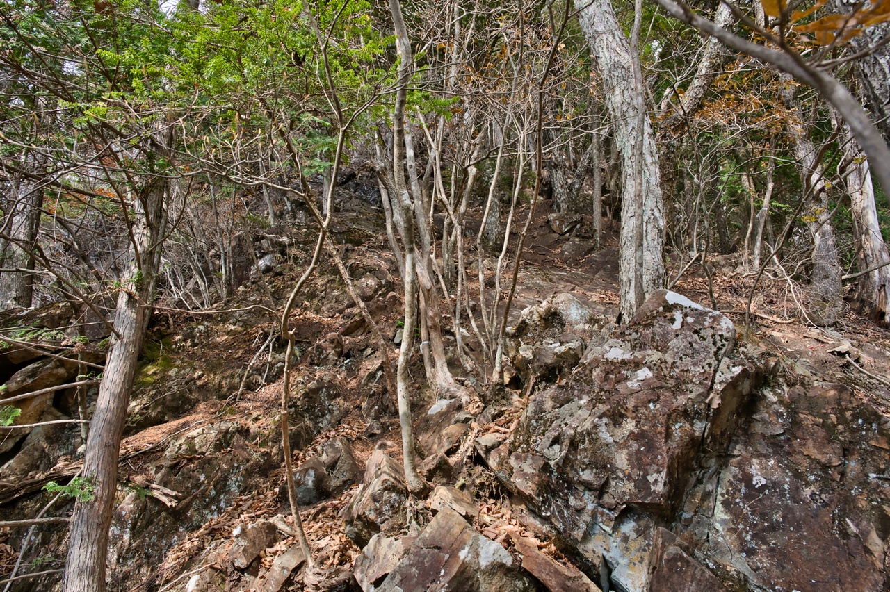 251116滝子山-041