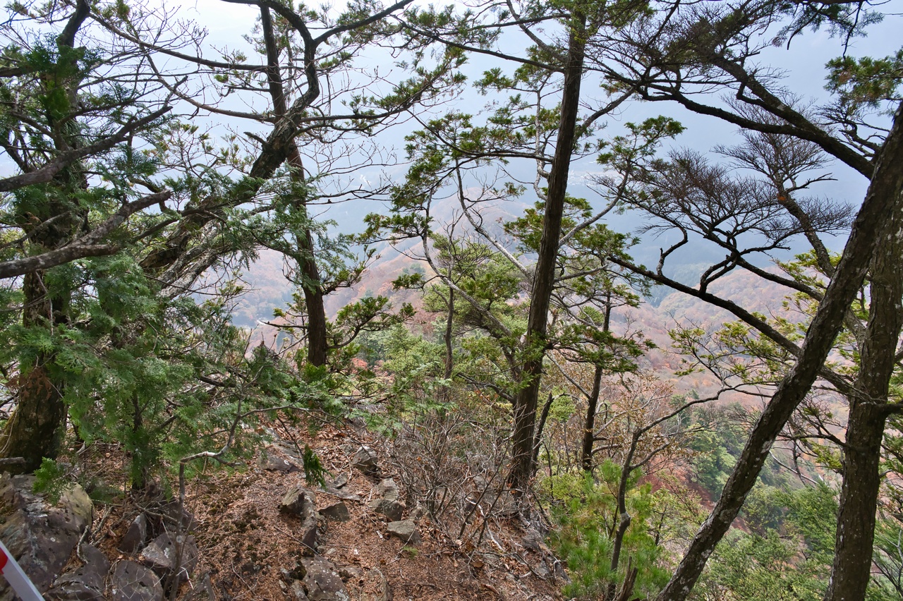 251116滝子山-044