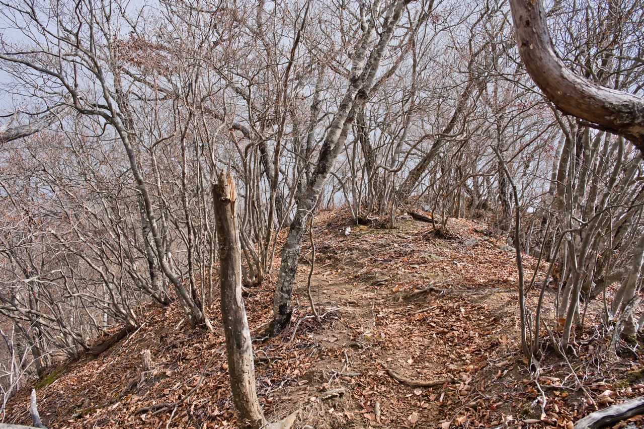 251116滝子山-053