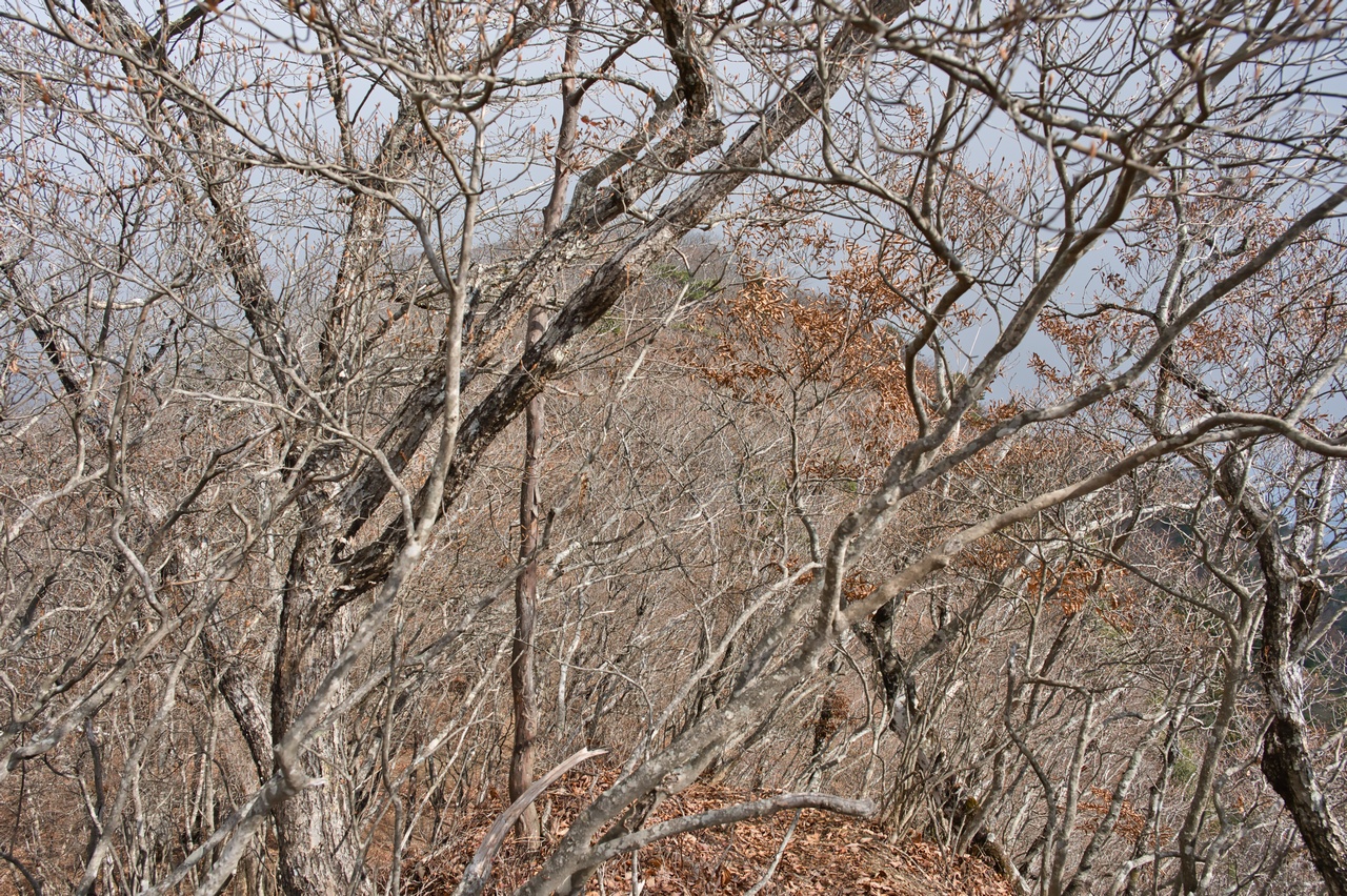 251116滝子山-054