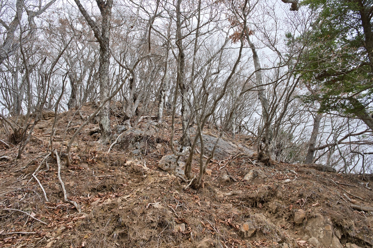 251116滝子山-056