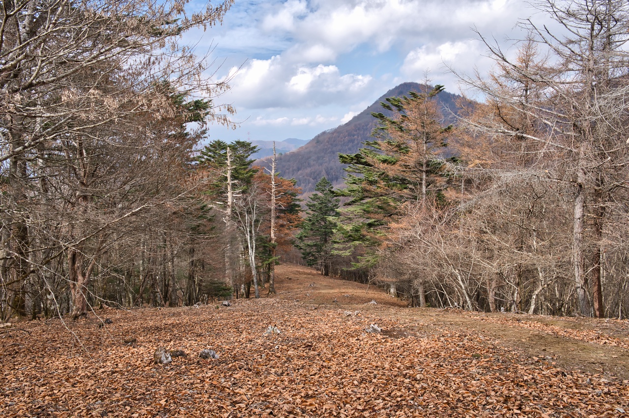 251116滝子山-072
