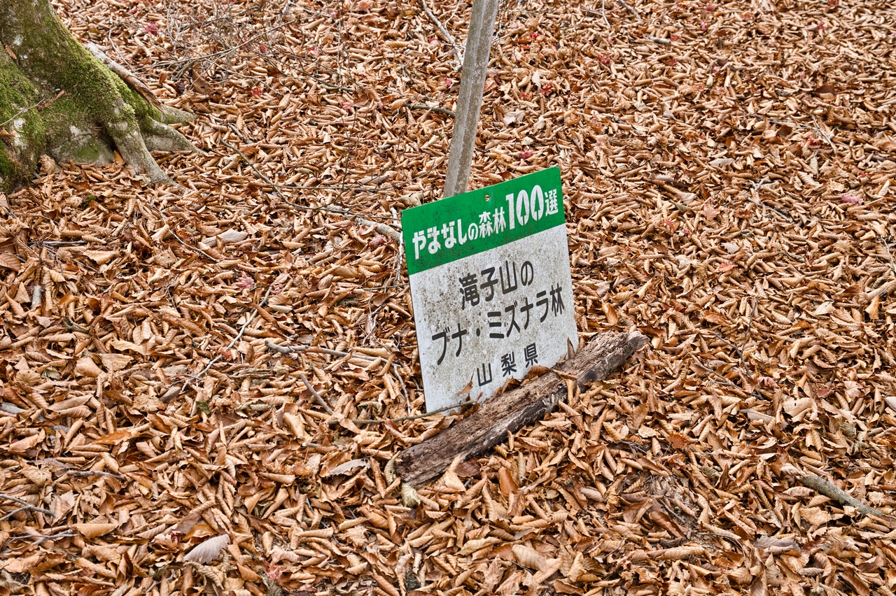 251116滝子山-073