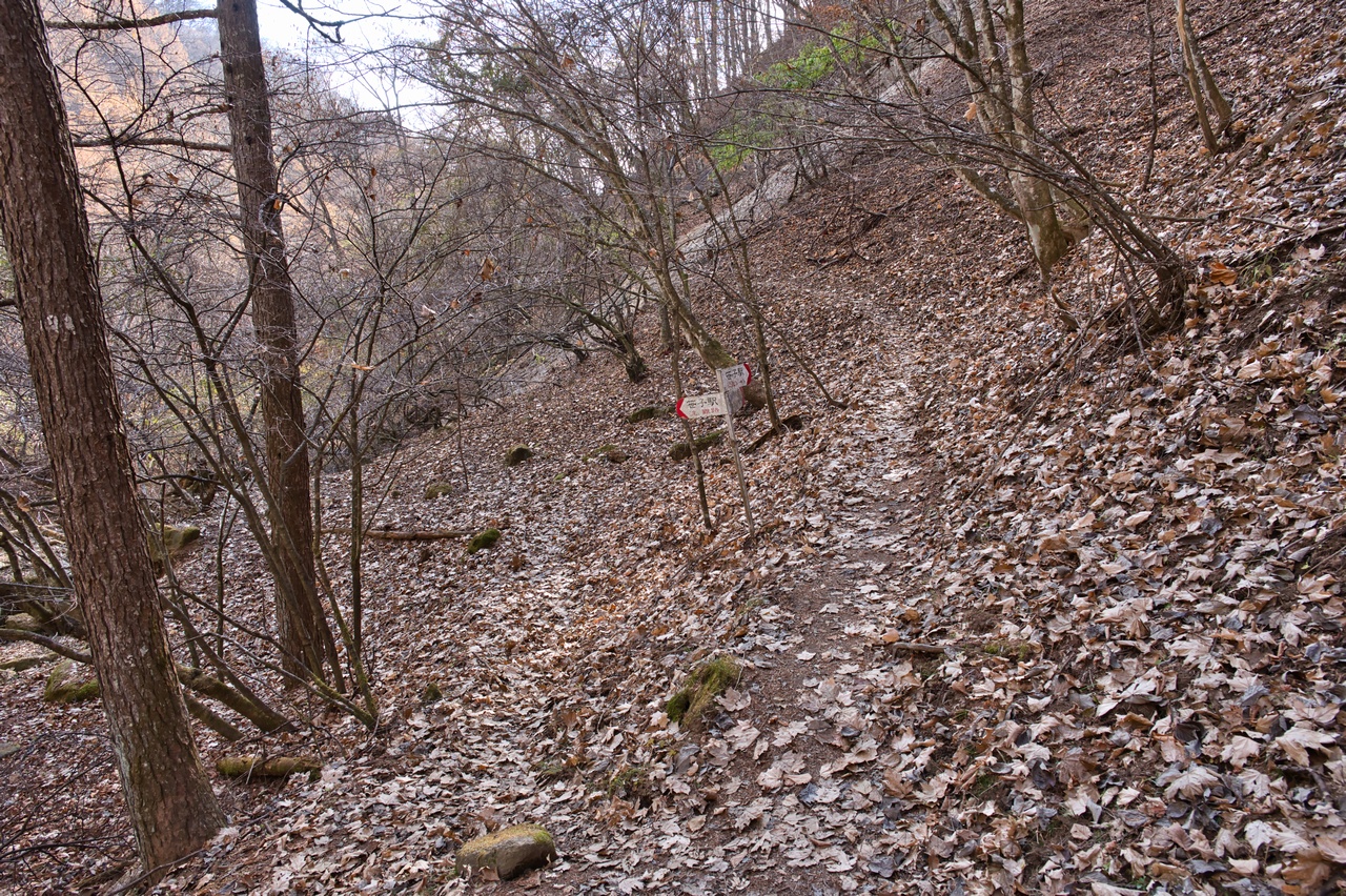 251116滝子山-078
