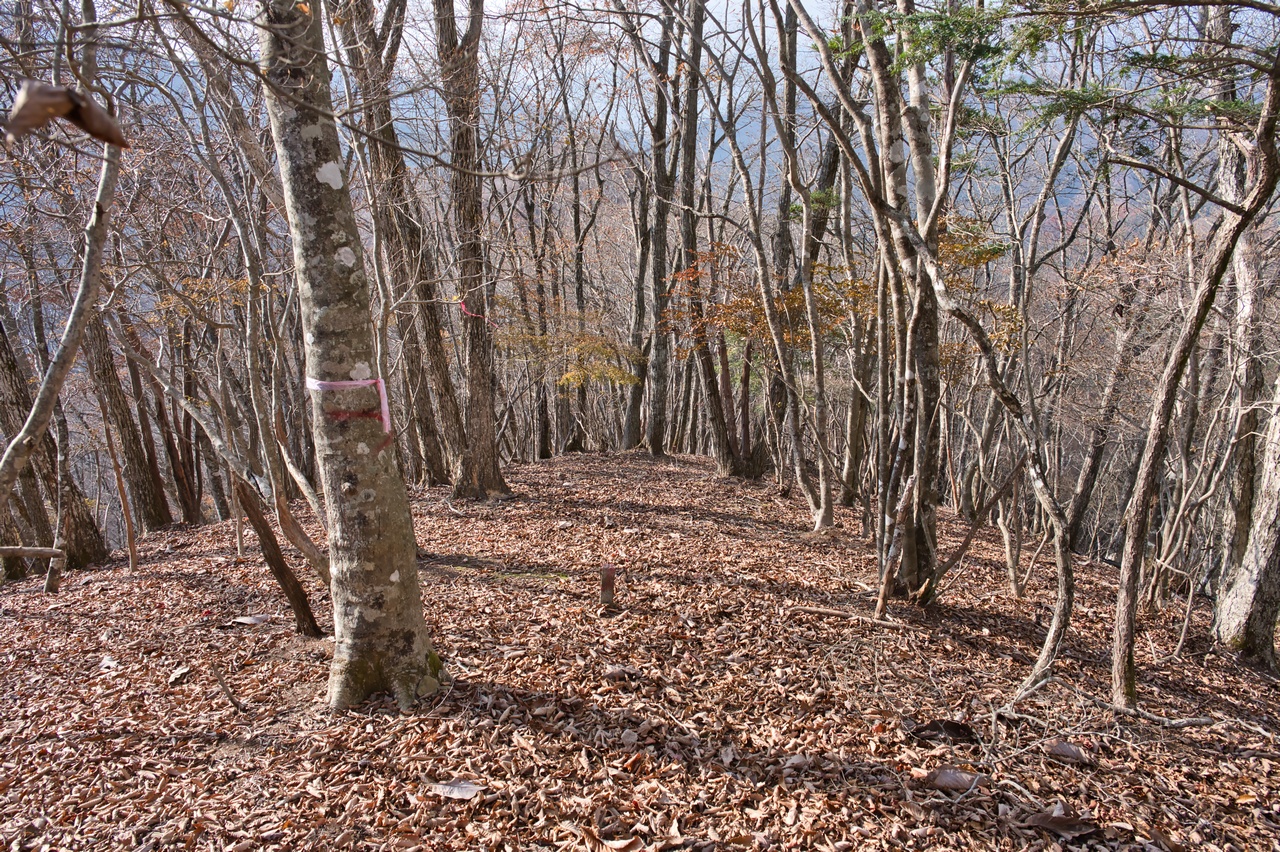 251116滝子山-087