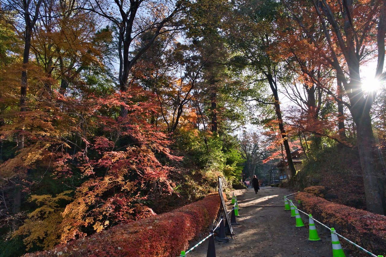 武田神社の紅葉